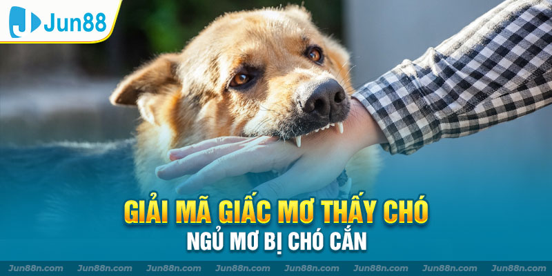 Giải mã giấc mơ thấy chó – Ngủ mơ bị chó cắn