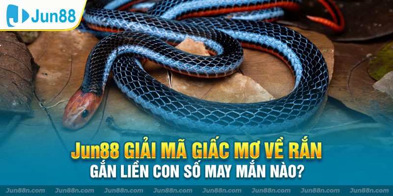JUN88 giải mã giấc mơ về rắn gắn liền con số may mắn nào?